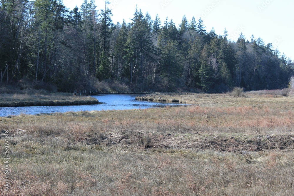 A creek flows in a marsh area in winter