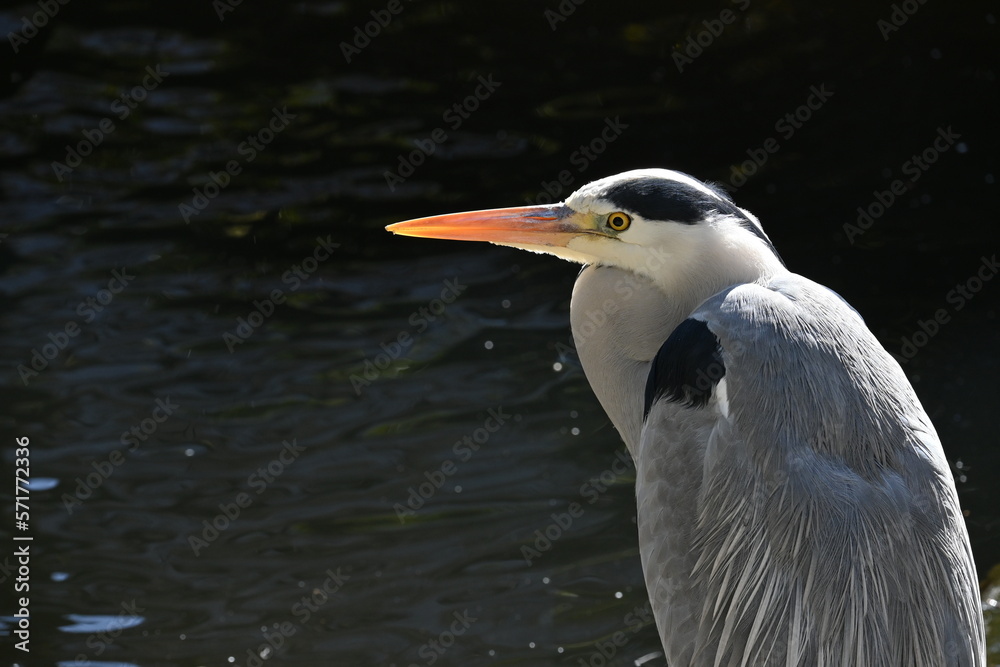 A gray heron standing by the waterside. It preys on fish and amphibians in rivers, lakes and paddy fields with its long beak. A gray heron standing by the waterside. It preys on fish and amphibians in rivers, lakes and paddy fields with its long beak.