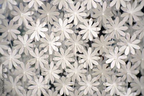 pattern with white flowers