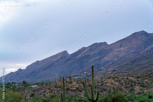Comanding mountains with cliff precipe and rolling saguaro cactus fields in early morning sunrise or sunset in woods
