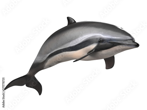 Fototapet grey doplhin isolated. PNG transparency