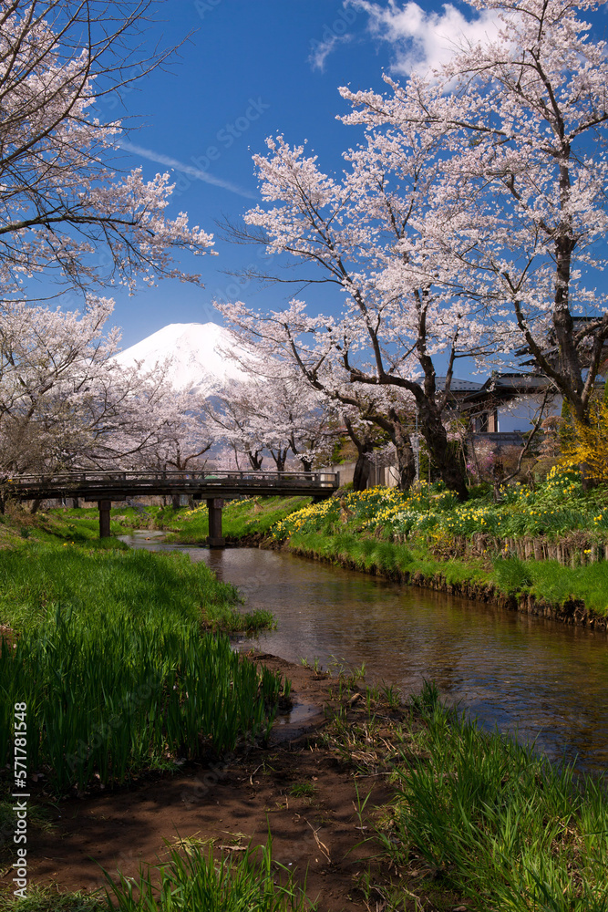 新名庄川の桜と富士山