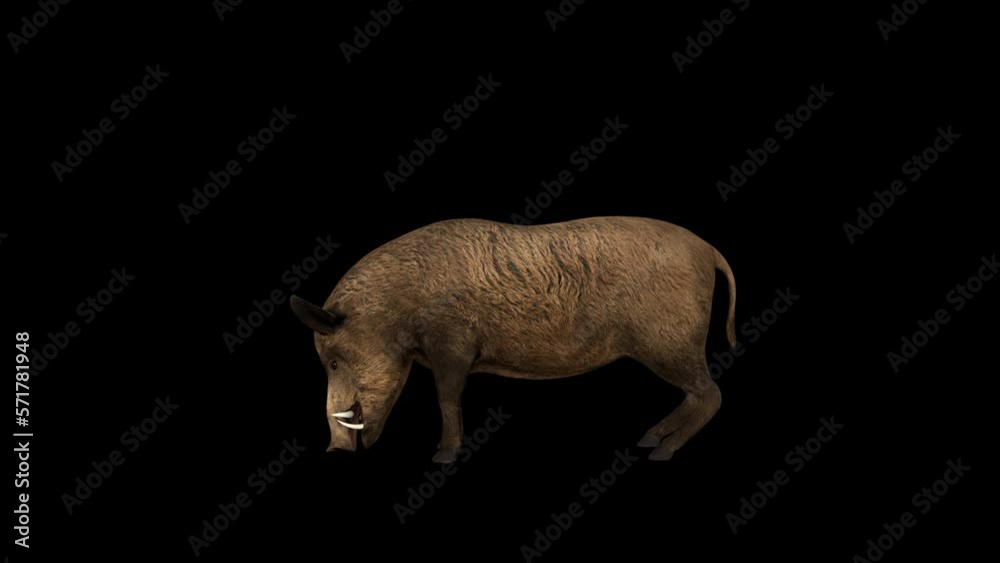 Wild Boar Eat 3D Animation With Alpha Video Wild Boar Eat 3D Animation With Alpha Video