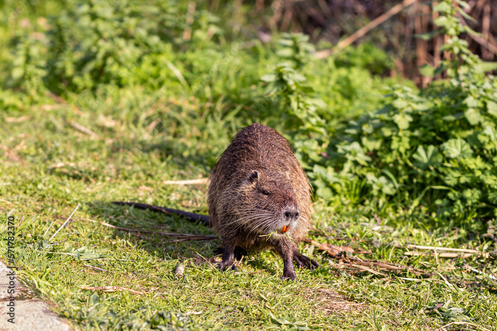 A large,  adult, wet, water nutria walks through the grass in search of prey in the Hula Lake Nature Reserve, in northern Israel