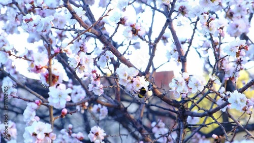 The bumblebee pollinates apricot flowers. Flowering of fruit trees