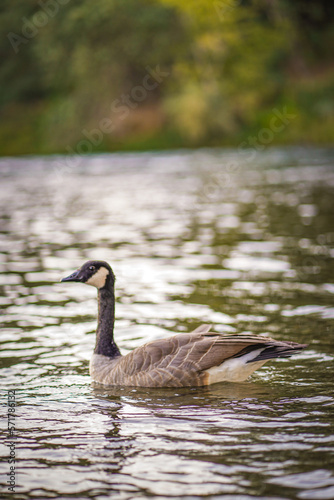 goose on the water