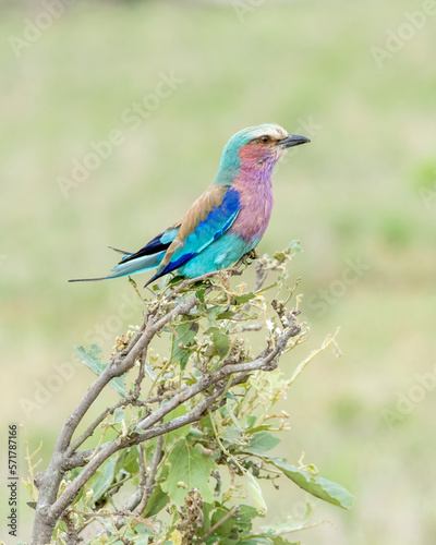 Lilac Breasted Roller Perched on a Branch © Evelyn