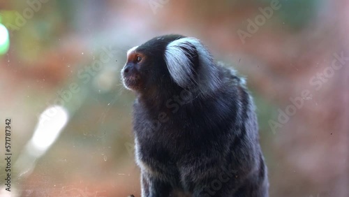 Close up shot of a common marmoset, callithrix jacchus in an enclosed environment in captivity, wondering around its surrounding, hoping to escape the place. photo