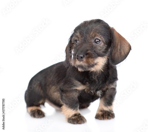 Dachshund puppy stands in side view and looks away. isolated on white background © Ermolaev Alexandr