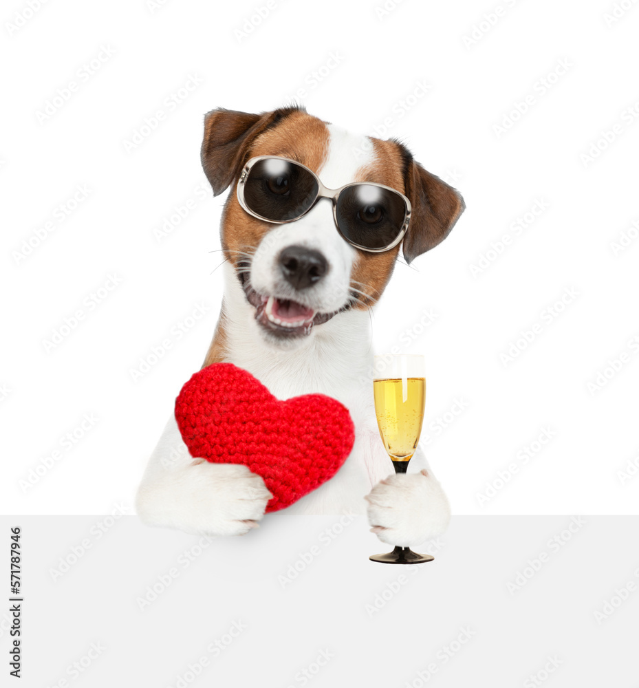 Happy Jack Russel Terrier puppy wearing sunglasses holds the red heart and glass of champagne. isolated on white background