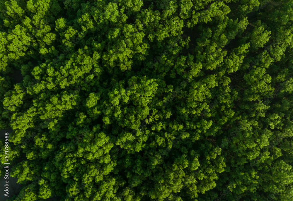 Aerial top view of mangrove forest. Drone view of dense green mangrove trees captures CO2. Green trees background for carbon neutrality and net zero emissions concept. Sustainable green environment. - obrazy, fototapety, plakaty 