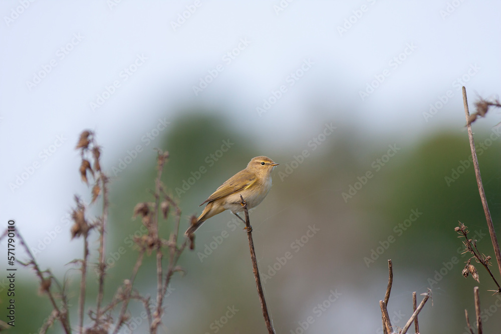 yellow bird looking around in woodland, Common Chiffchaff, Phylloscopus collybita yellow bird looking around in woodland, Common Chiffchaff, Phylloscopus collybita