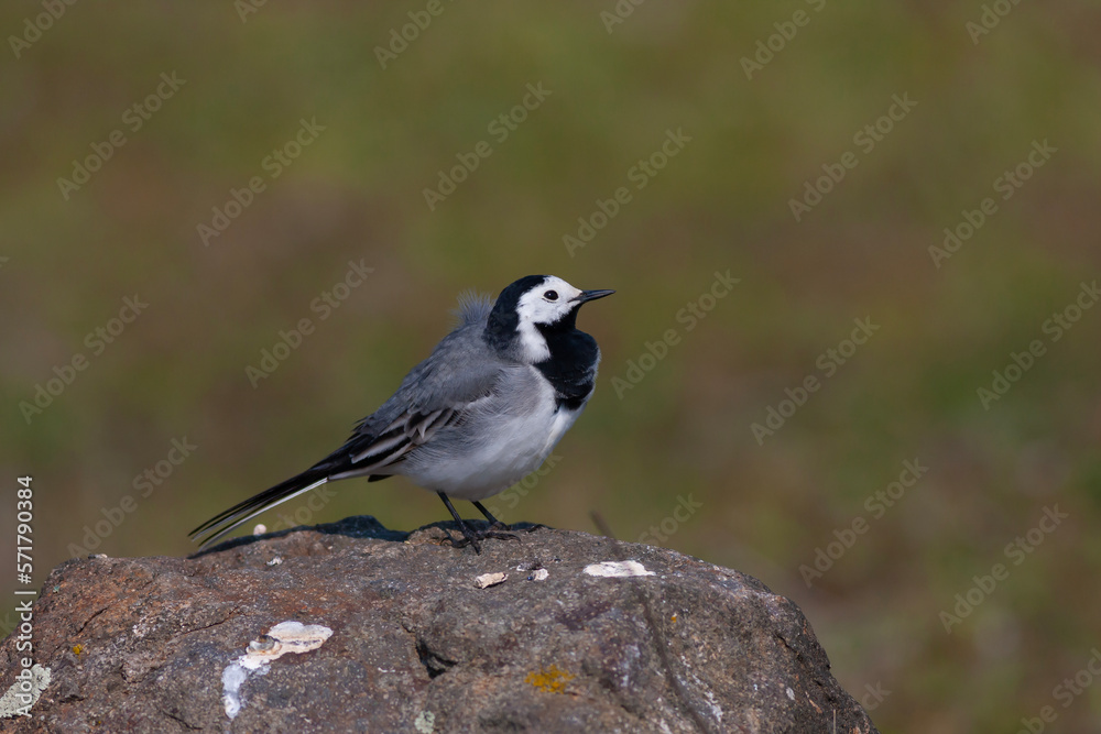 Obraz premium little bird watching around on the stone, White Wagtail, Motacilla alba