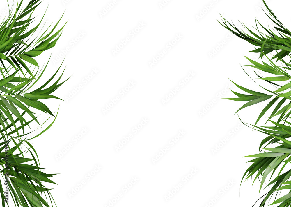 Green leaf frame of palm tree on transparent background, 3d render illustration. Green leaf frame of palm tree on transparent background, 3d render illustration.