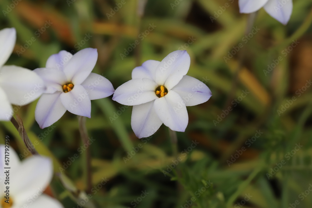 日本の春の庭に咲く白の花びらに紫色の線が入ったハナニラの花 日本の春の庭に咲く白の花びらに紫色の線が入ったハナニラの花