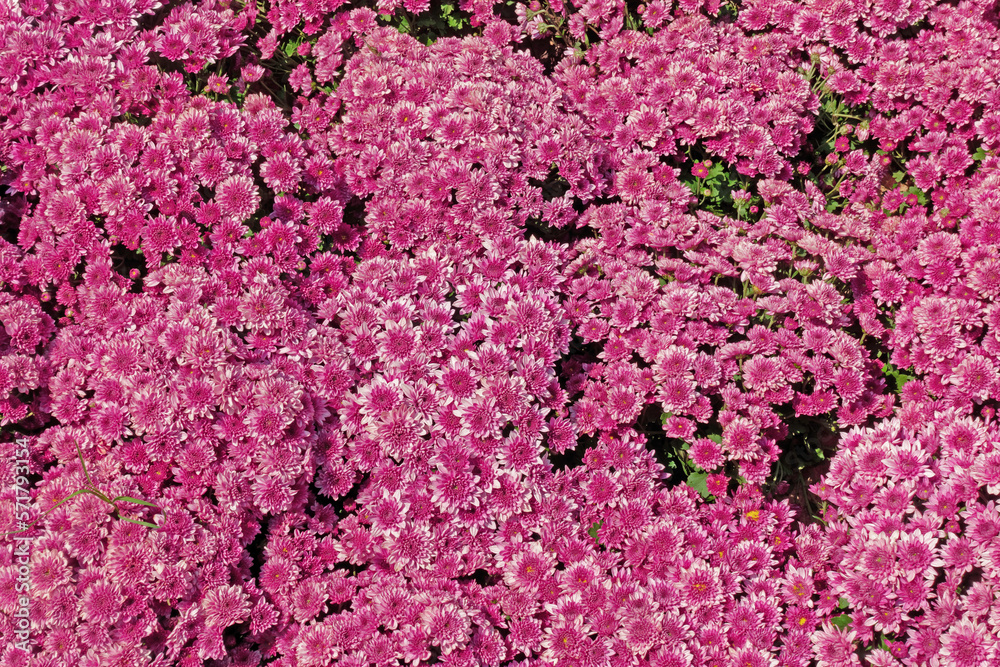 Pink Chrysanthemum Morifolium Ramat flowers blooming in the garden. Pink Chrysanthemum Morifolium Ramat flowers blooming in the garden.