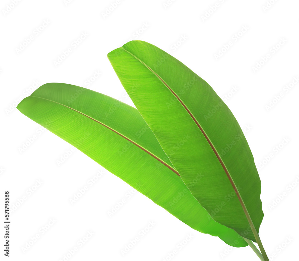Obraz premium Close up banana leaves isolated on transparest background. Top view green leaves.