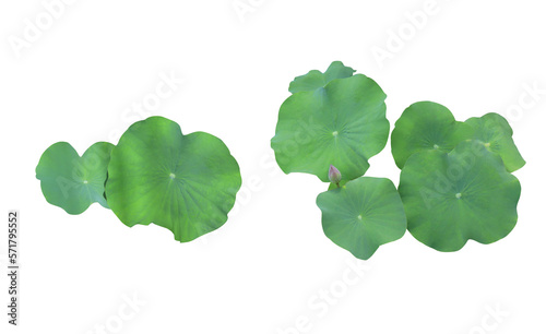 Close up green leaf of lotus or water lily tree isolated on transparent background. Top view of green leaves bush.