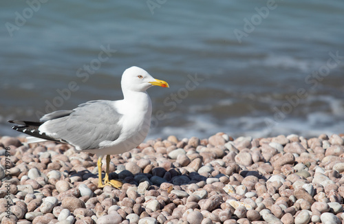 Seagull sits on the beach by the sea. © Prikhodko