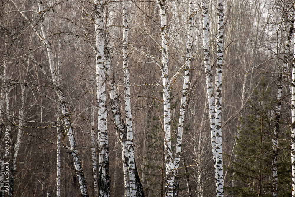 white birch trunk birch forest in winter white birch trunk birch forest in winter