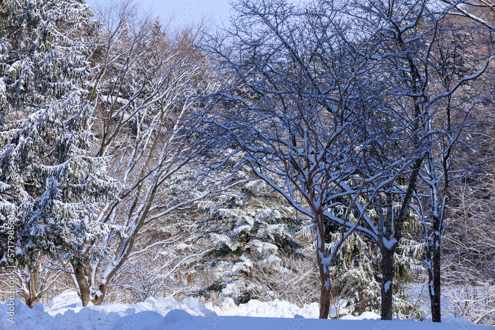 青空と冬の森林　雪