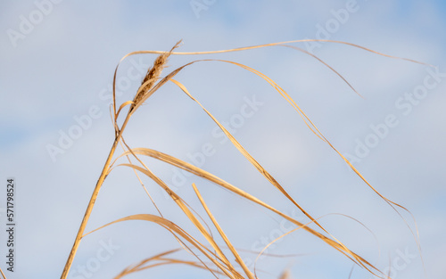 Dry reed branches against the blue sky  winter.