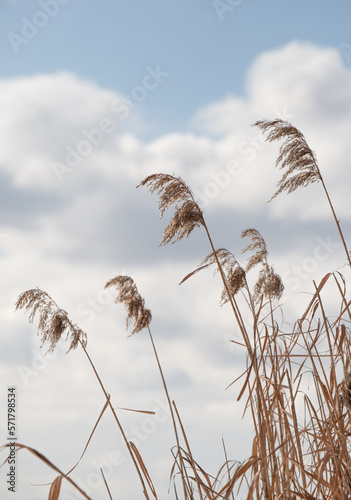 Dry reed branches against the blue sky  winter.