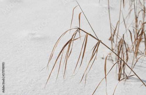 Dry reed branches against the blue sky, winter.