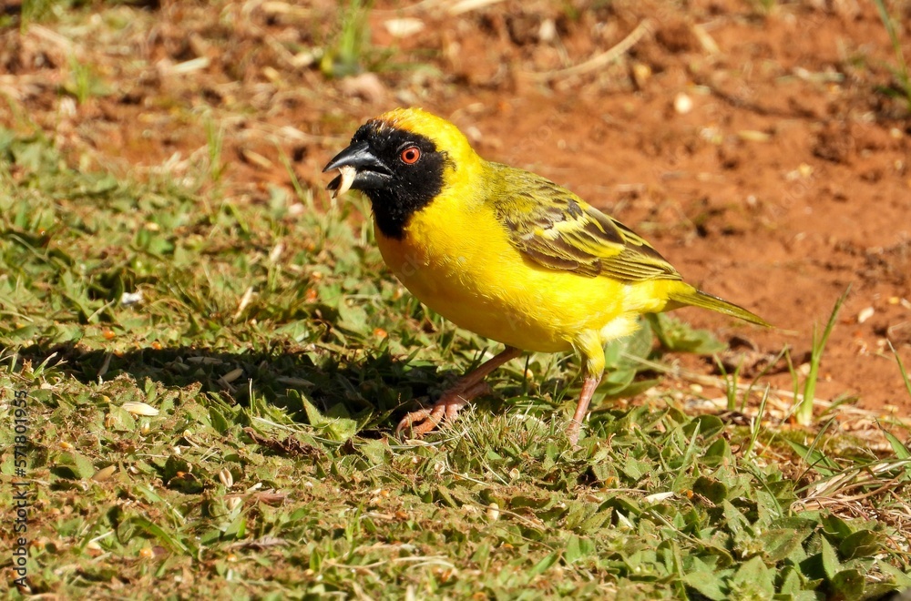 Southern masked-weaver forages for seed on a sandy patch Southern masked-weaver forages for seed on a sandy patch