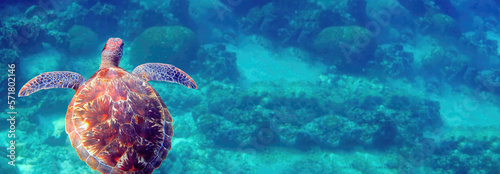 Banner with wild sea turtle swimming among tropical corals and fishes