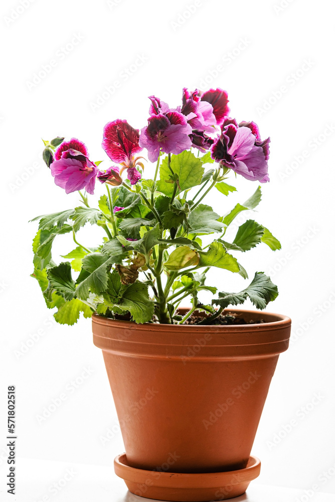 Pink magenta purple pelargonium flower