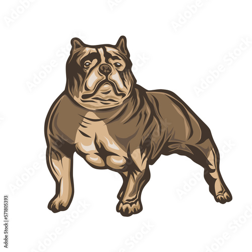 American Bulldog Muscle Illustration
