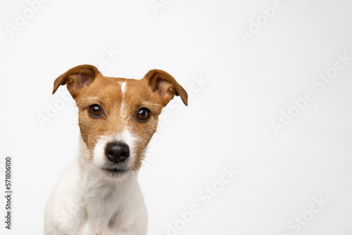 Curious interested dog looks into camera. Jack russell terrier closeup portrait on white background. Funny pet © Lazy_Bear
