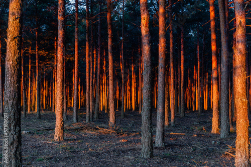 Scots pine forest with colored light at sunset. Pinus sylvestris. Pinar de Camposagrado, Leon, Spain. photo