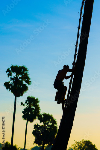 A Thai man in Ayutthaya province climbs a sugar palm tree to harvest sugar cane juice from sugar palm flowers.