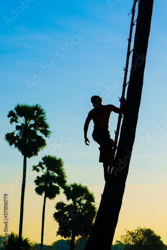 A Thai man in Ayutthaya province climbs a sugar palm tree to harvest sugar cane juice from sugar palm flowers.