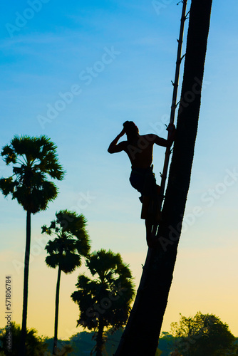 A Thai man in Ayutthaya province climbs a sugar palm tree to harvest sugar cane juice from sugar palm flowers.