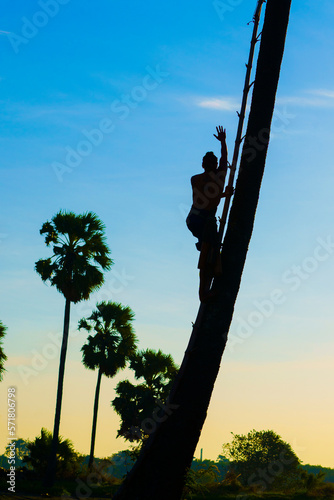 A Thai man in Ayutthaya province climbs a sugar palm tree to harvest sugar cane juice from sugar palm flowers.