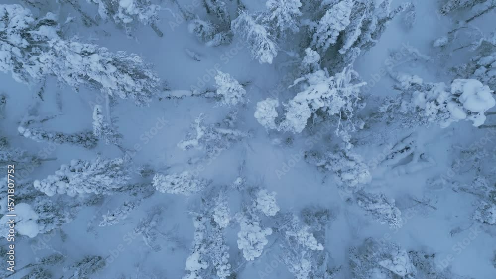 Flying forwards above the winter spruce forest. Aerial, looking down. Flying forwards above the winter spruce forest. Aerial, looking down.
