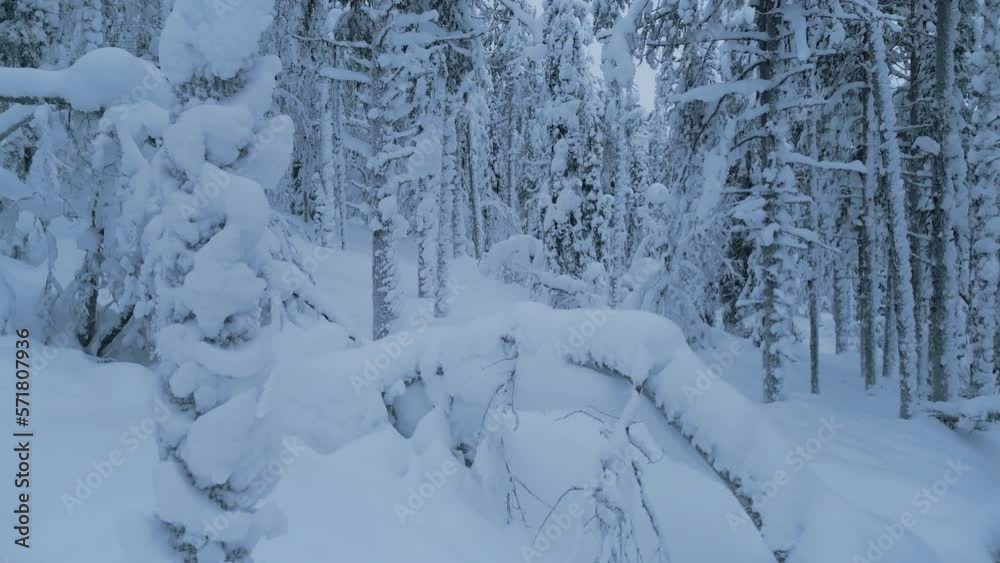 Aerial shot, flying forwards between the trees covered in snow in a winter forest on the mountain. Aerial shot, flying forwards between the trees covered in snow in a winter forest on the mountain.