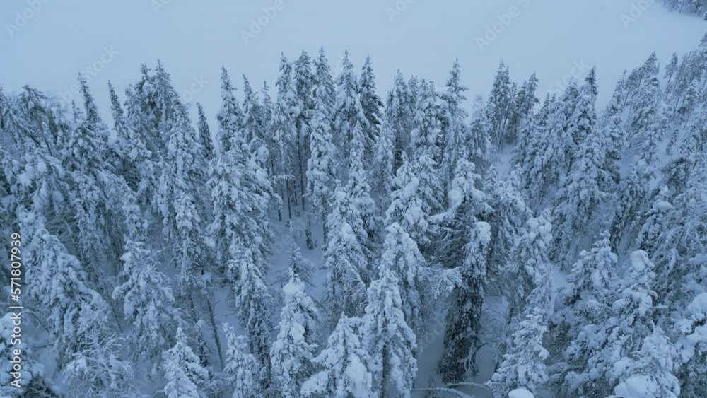 Flying forwards over the winter forest to the frozen lake. Aerial shot Flying forwards over the winter forest to the frozen lake. Aerial shot