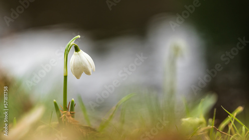 Snowdrop in early spring