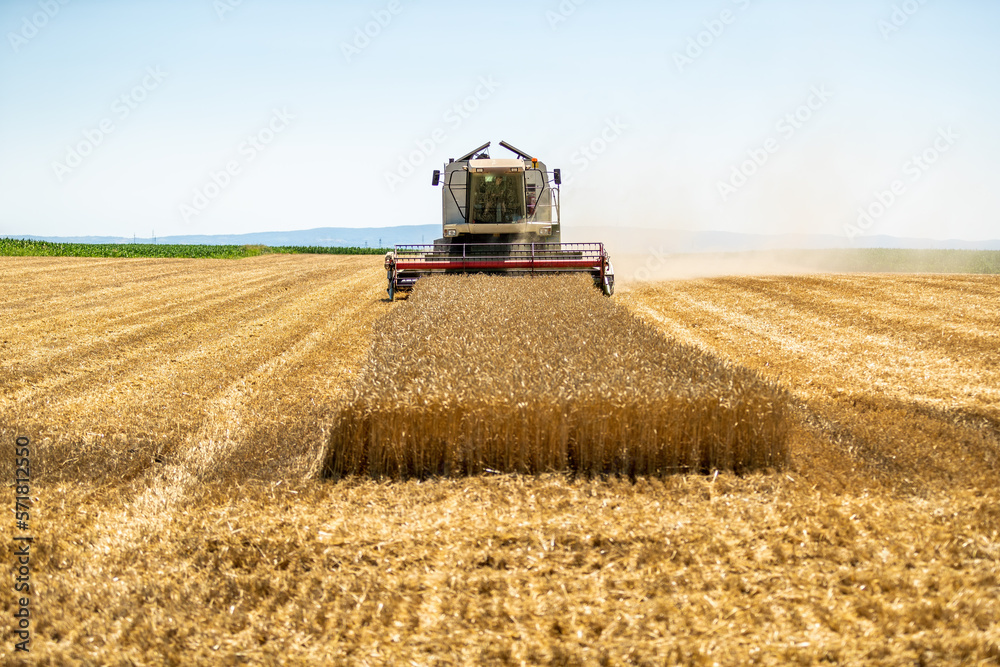 Fototapeta premium Combine harvester in action on wheat field. Harvesting is the process of gathering a ripe crop from the fields.