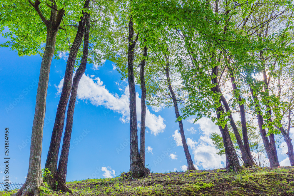 Obraz premium 新緑の森と青空