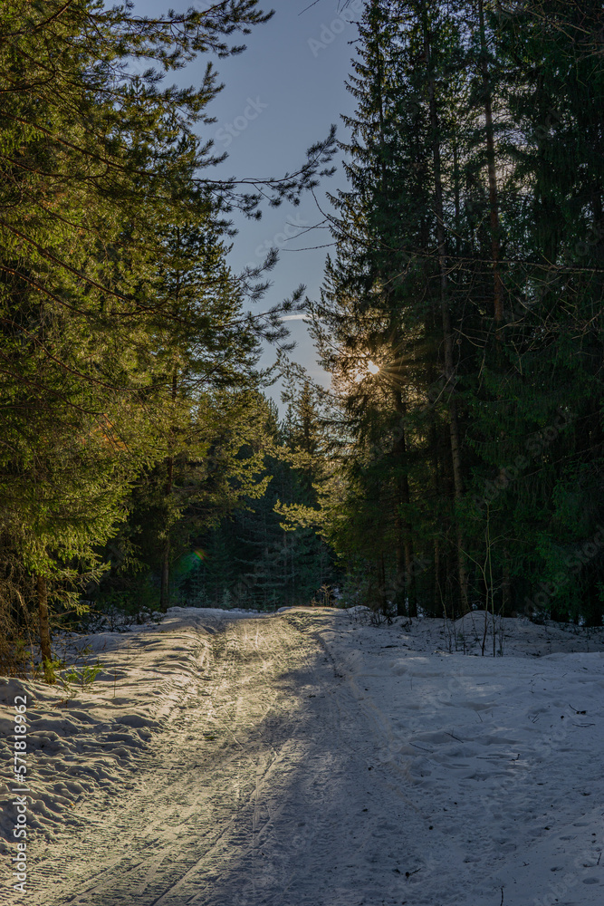 forest in winter