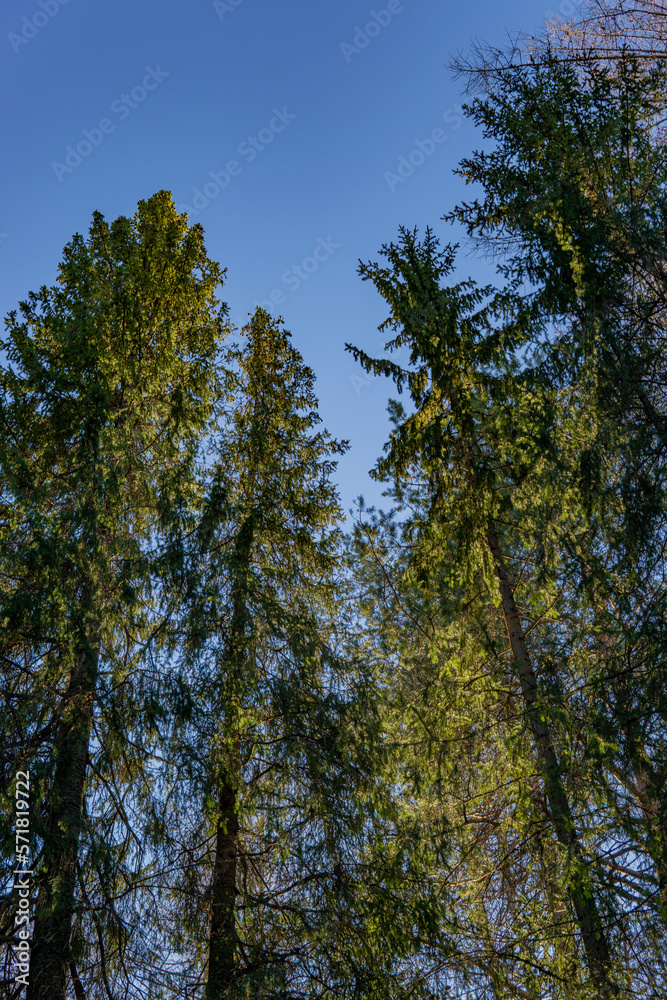 trees in the forest trees in the forest