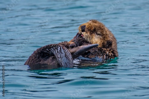 Sea Otter, Seward, Alaska © Sunil Singh