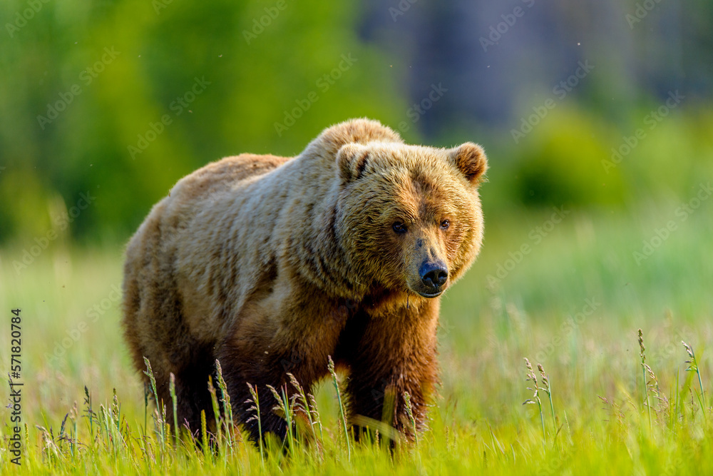 Fototapeta premium Brown bear