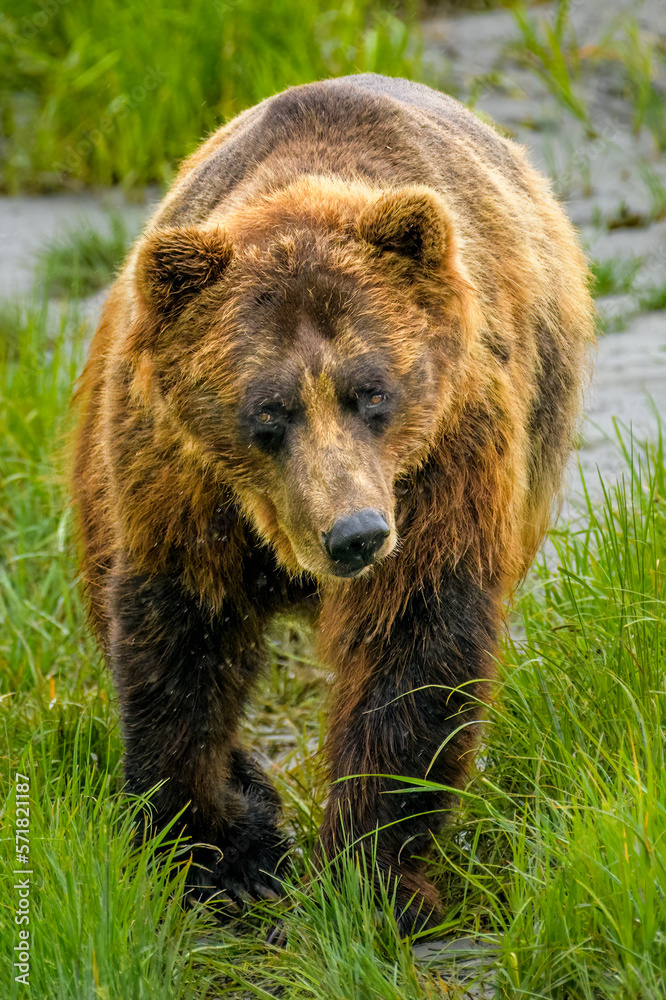 Fototapeta premium Brown Bear