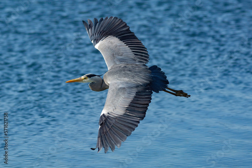 heron wingspan